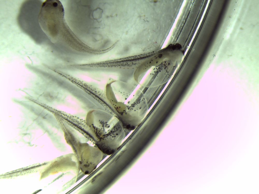 An image of frog embryos with severely swollen bellies due to edema. We don't know why this is happening and are asking for advice to correct it.