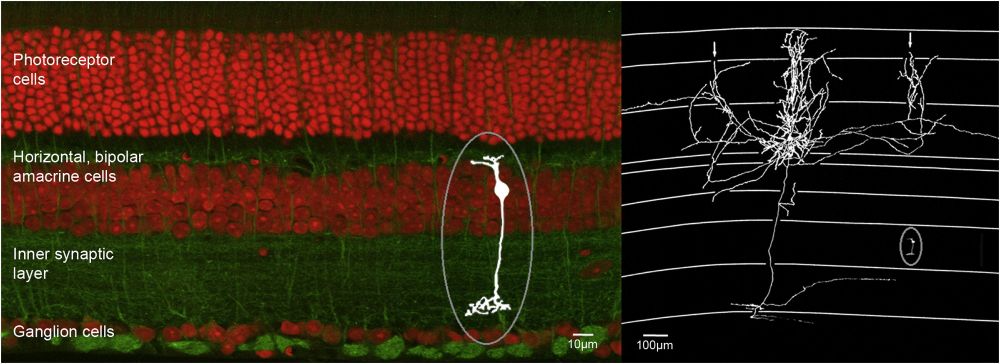 An image showing a labelled red and green colored retina on the left hand side with a white circled bipolar cell. On the right hand side, the circled bipolar cell is shown to scale in comparison with a pyramidal neuron from the brain. It is about 1/10th the size, and barely visible. 