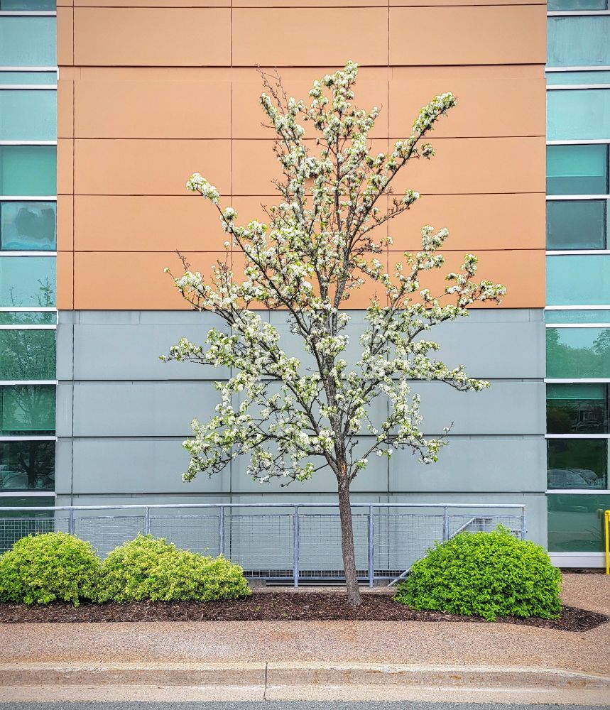 A small tree stands between three green bushes on the ground. Behind is a building covered in panelling, grey at the bottom and then orange further up. The tree is covered in white blossom.