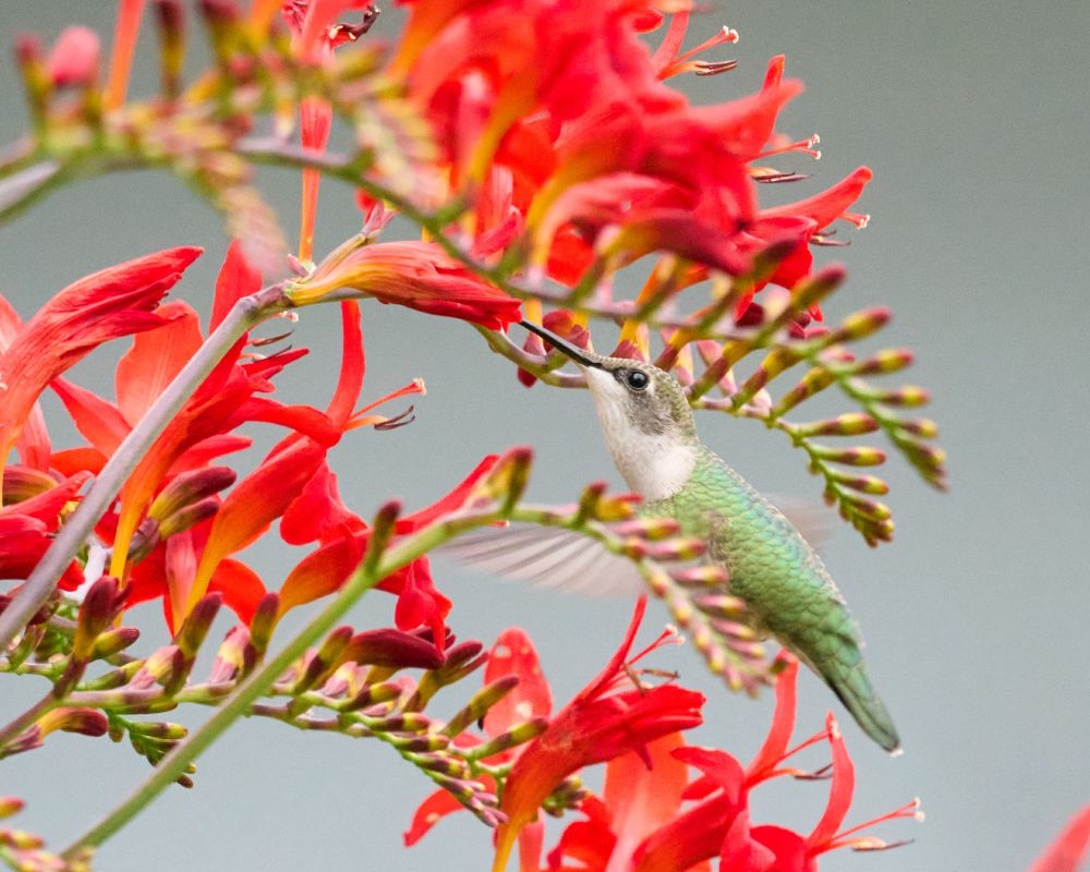 A hummingbord that is mostly green hovers between sprays of bright red crocosmia flowers. 