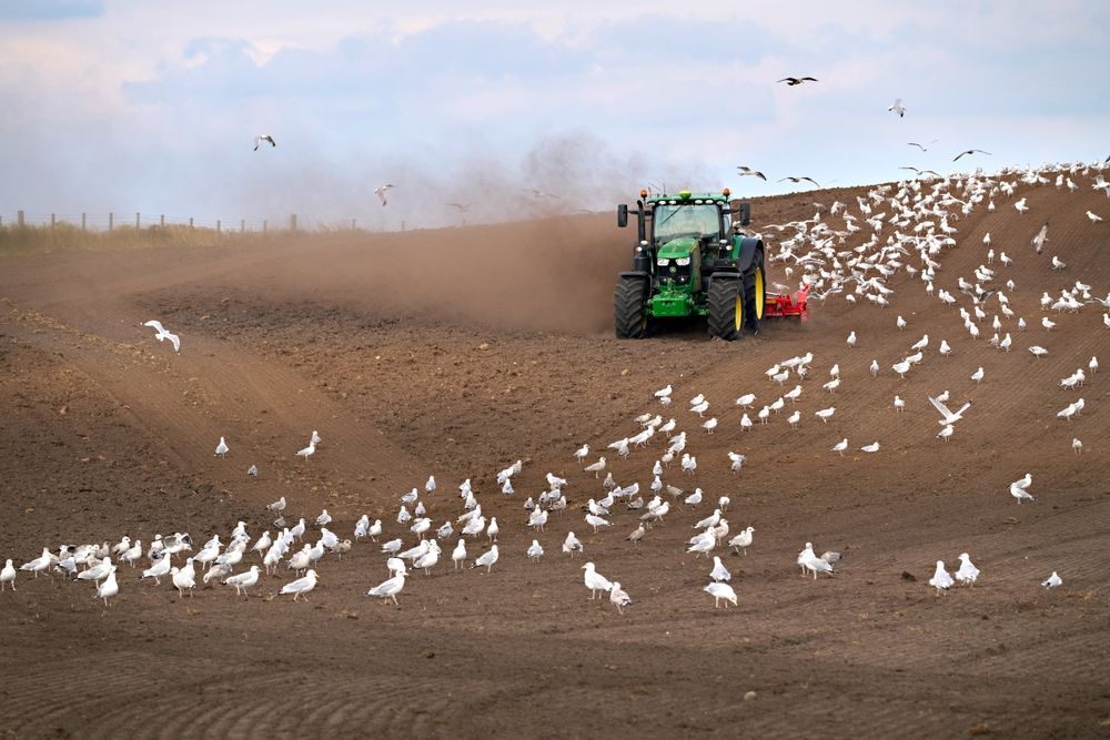 A tractor drives down and across a brown field. Throughout the field are gulls, following the newly turned soil.
