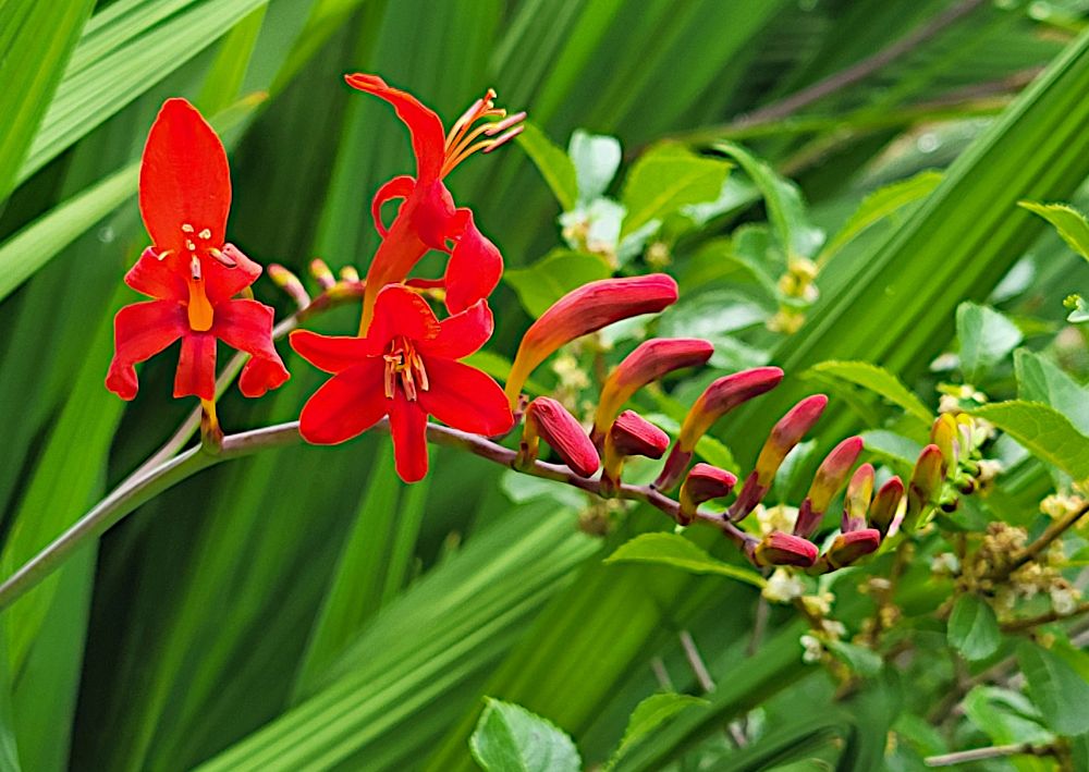 A spray of bright red crocosmia flowers. The flowers themselves come in pairs along the stalk. The first flowers are open, while those toward the tip or the spray are still closed, showing red and yellow/green colours. In the background is green foliage. 