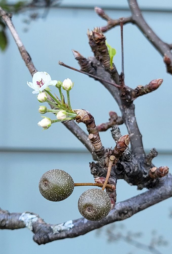 Six flowers protrude out of a bud, with one flower opened to reveal white petals of the callery pear flower. Two of the ornamental pears hang beneath the bud cluster. Twigs and a wall of blue fill the background.