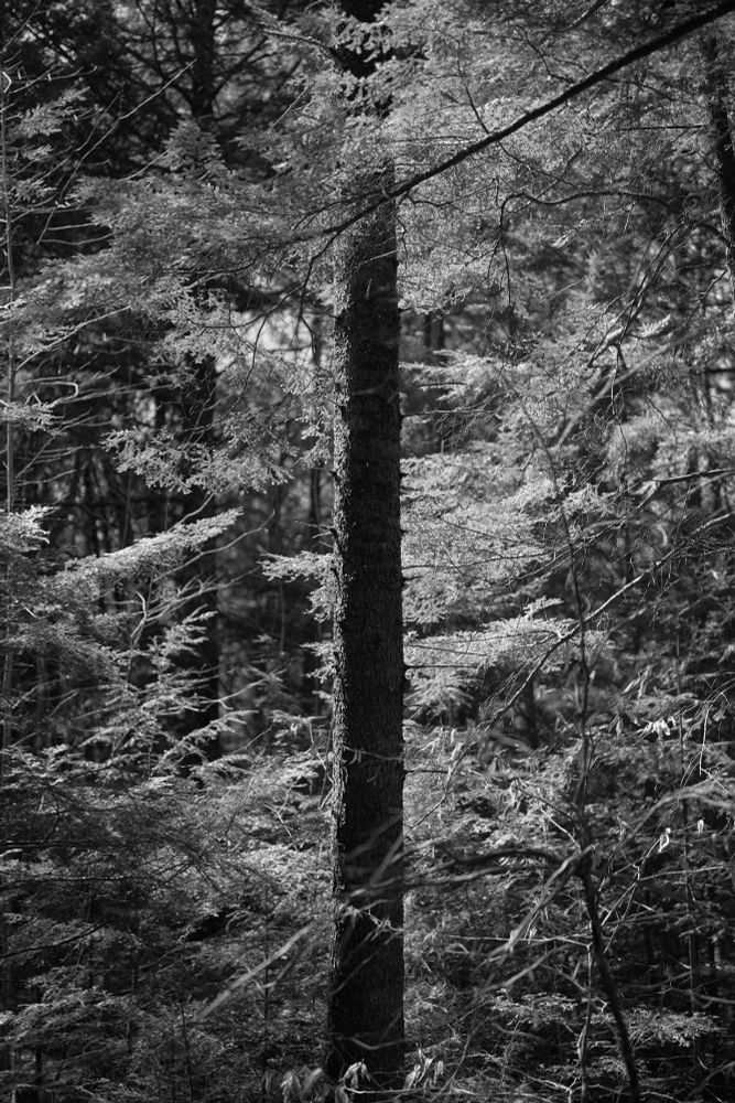 Looking through the brush of the forest a single trunk stands highlighted by the Sun streaming through the canopy. Brush and fronds surround it creating a dense feeling of growth.