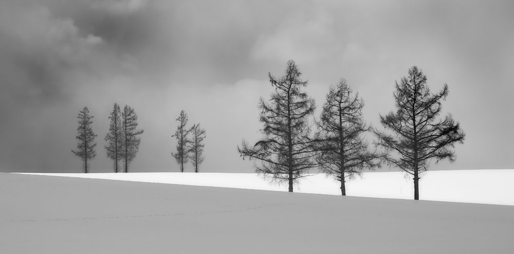 A landscape format image shows 8 trees grouped with three in the foreground and five in the background. The foreground is grey snow, while a triangle of brightly lit snow fills the mid-ground. In the distance the sky is filled with turbulent clouds.