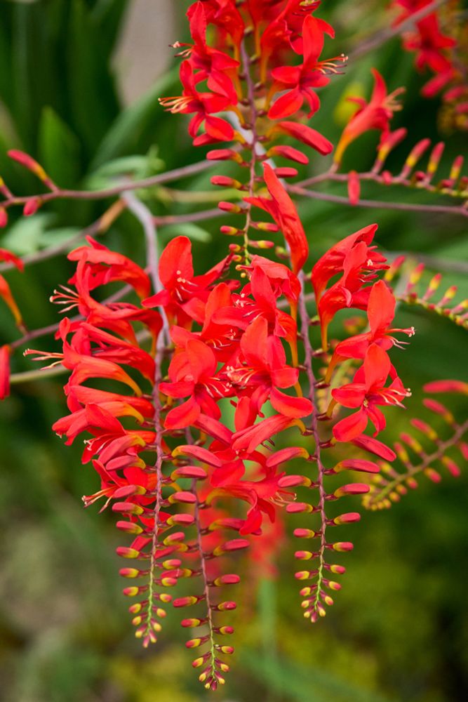Several sprays of bright red crocosmia hang down together. The flowers are in pairs along a stem, with the tips yet to bloom.