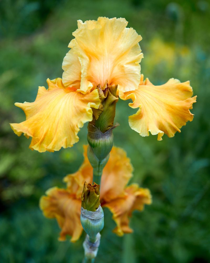 A yellow bearded iris has two petals reaching upward, while two others lay outward from the stem. In the background is green foliage and another flower that is out of focus.