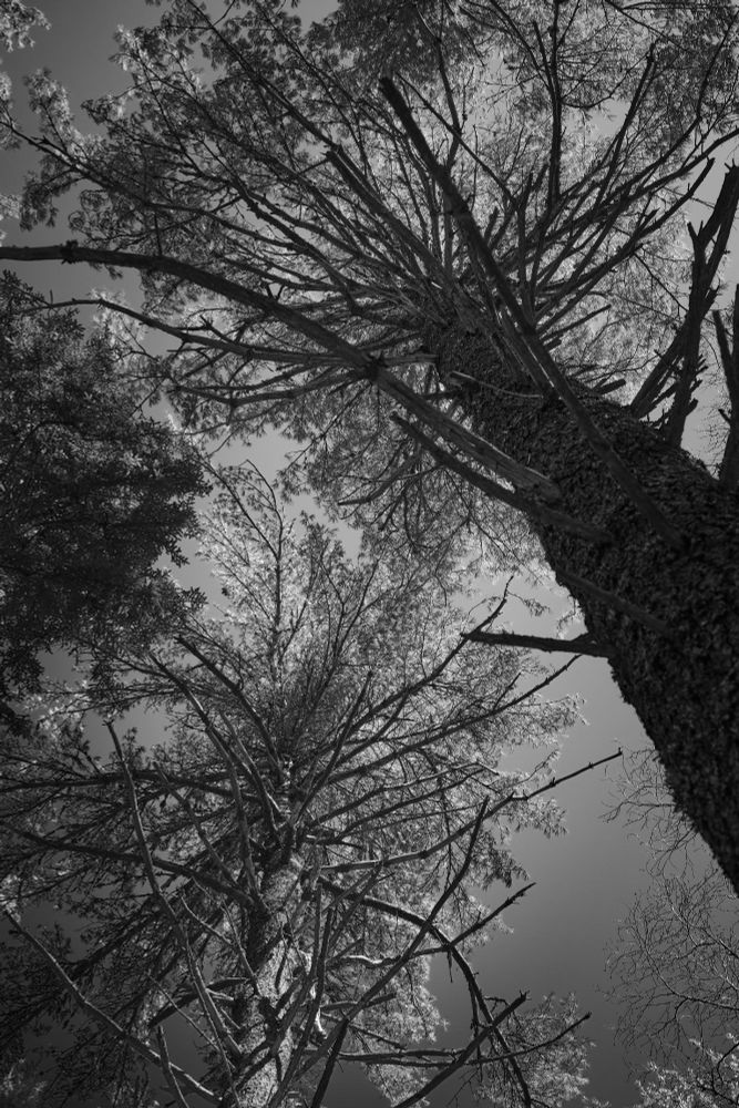 Looking upwards into the canopy which is dominated by two white pines. The one of the right is dark and  in shadow while the one on the left is lit.