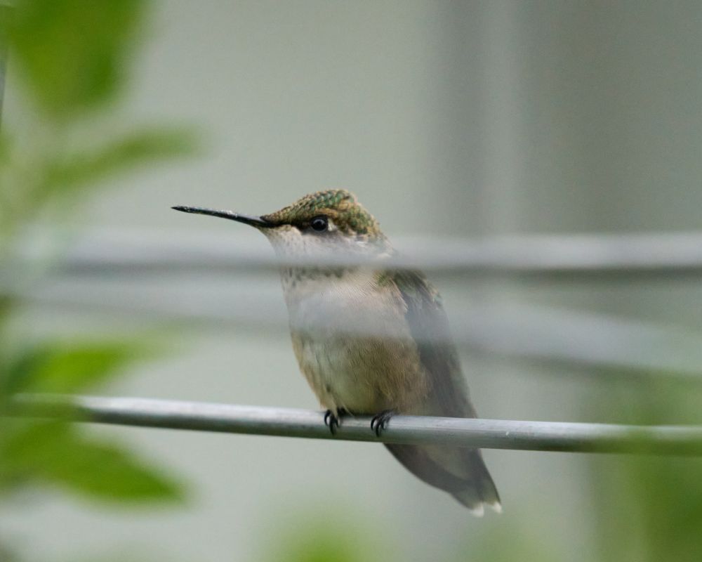 A hummingbird rests on a metal cage looking towards the photographer intently. In the background is foliage.