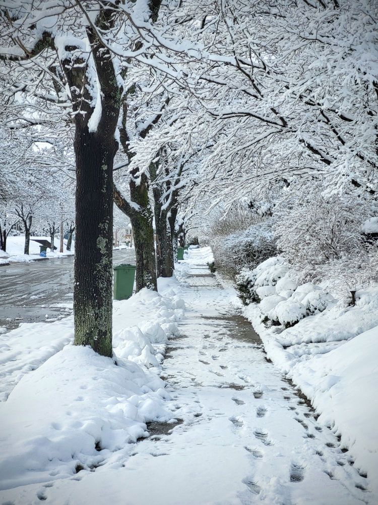 Looking down a sidewalk with trees on both the left and right. A few wheelie bins are dotted on the left. Snow blankets everything in the image.