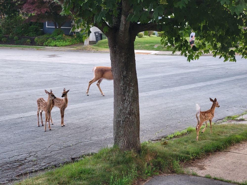 Looking towards a tree in front of a road. Three fawns are in the foreground while the doe is half-hidden by the tree in the centre of the image.