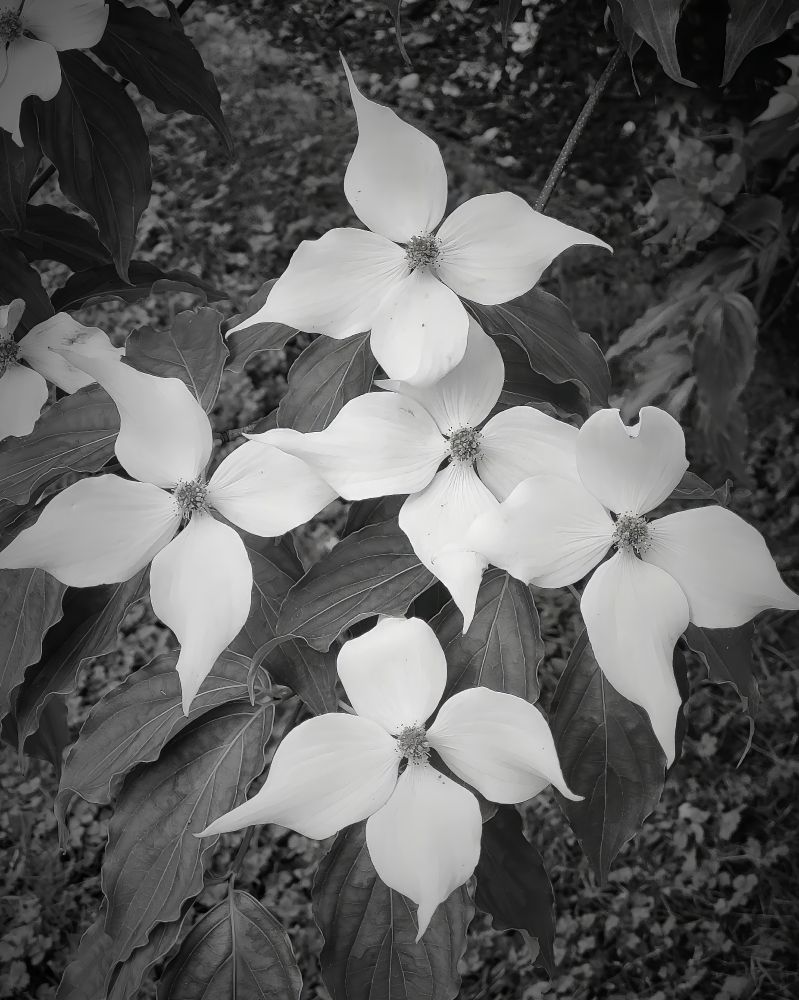 A cluster of five dogwood flowers forms a cross, updown and across. Behind are leaves supporting the flowers, while vegetation is in the background. The petals each have a point at their tip. The image is black and white.