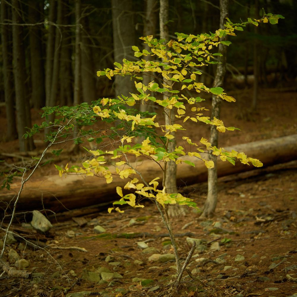 A single delicate young tree grows in the shade, surrounded by much larger and older pines. It's leaves are yellowing and a single branch reaches up towards the light.