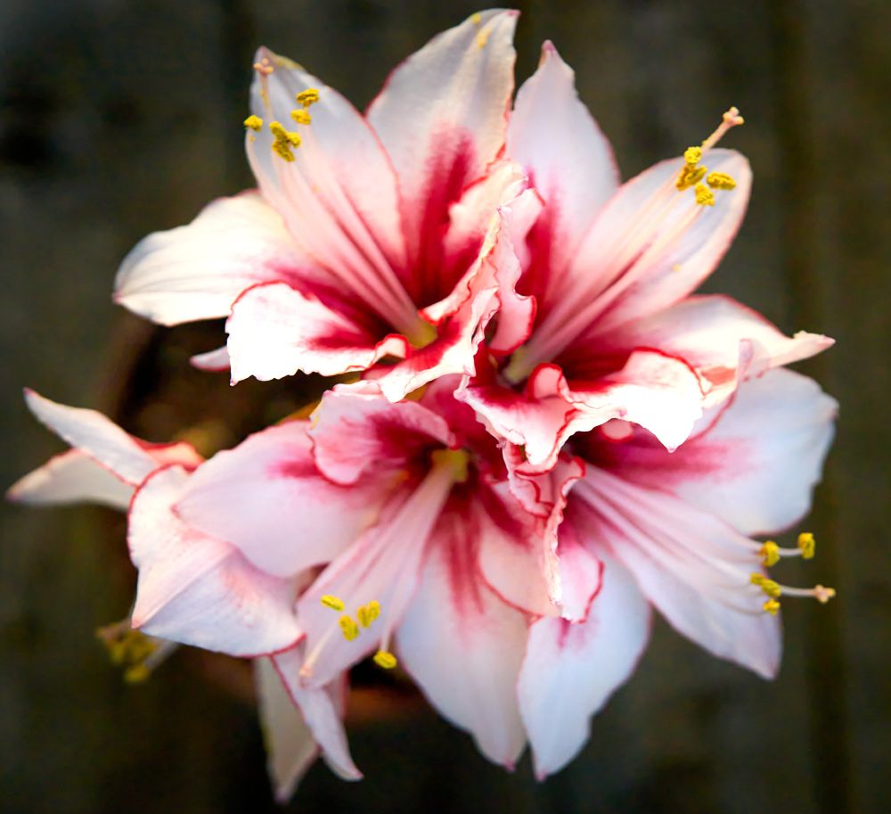 Looking down on a spray of flower heads. Four cluster together, while a fifth is visible to left and underneath. The petals are mostly white, with tints of red/pink. Petal edges curl elegantly and present sharp edges when in focus. 
