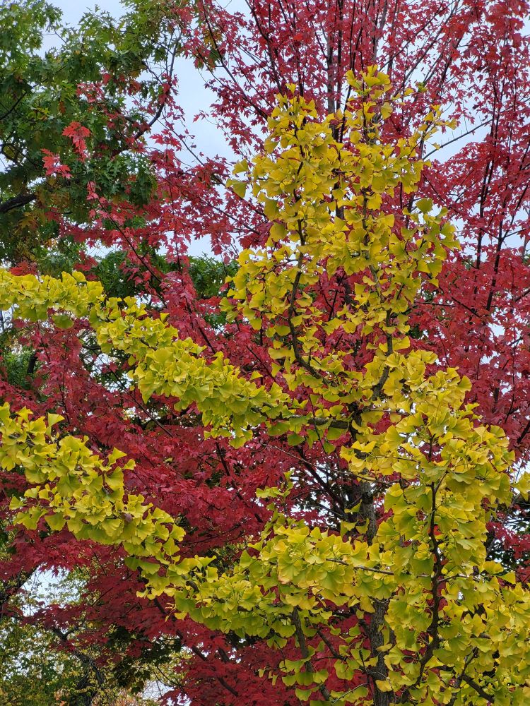 Yellow branches of ginko leaves reach out beyond a bright red maple in the background. In the top left of the image some green oak leaves fill the corner.