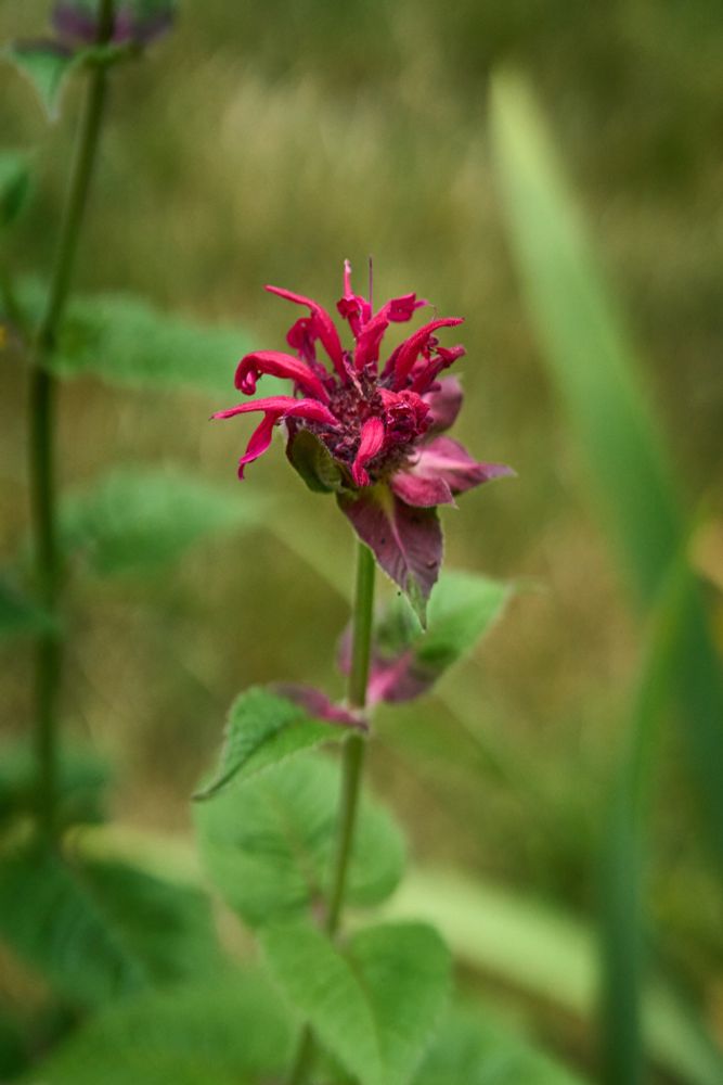 A single purple-headed bee-balm rises up from it's stem. Grass is in the background framing the flower.