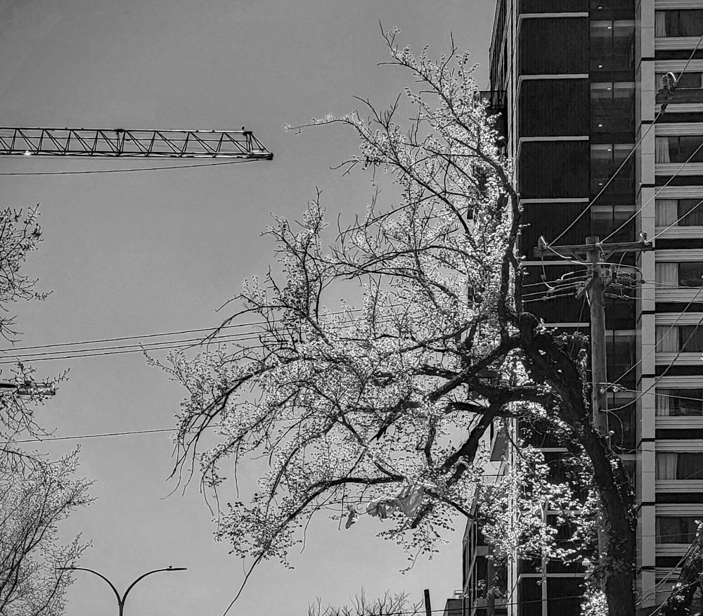 A black and white image showing the Atlantica hotel on the right and a tree reaching out into the middle of the image. On the left a crane appears to be reaching over. The leaves of the tree are lighter than the sky.