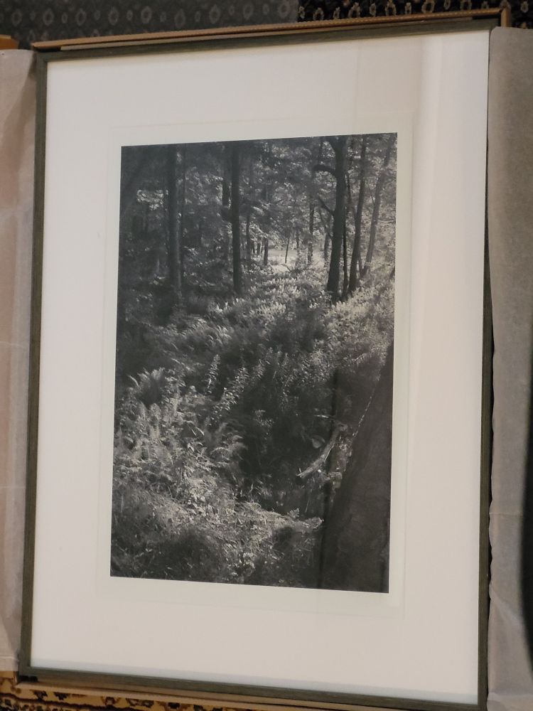 View of a framed black and white image. A stream bends around in the bottom right while the mid-ground is full of ferns lit by the evening Sun. Trees extend into the distance, the light dancing through the branches.