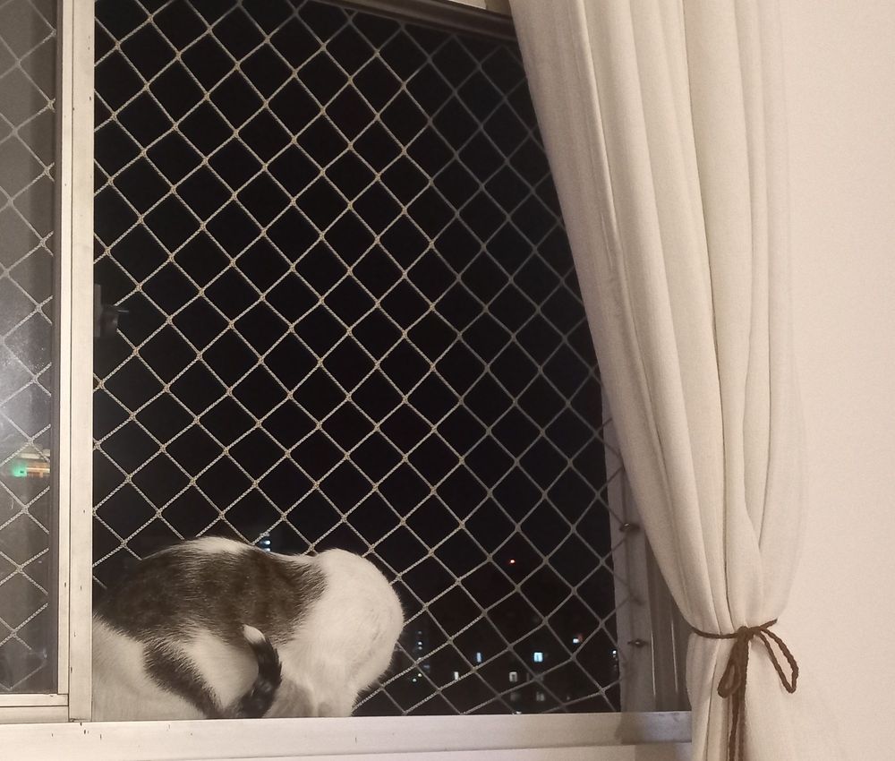 gato deitado na janela. o gato é branco e cinza, a foto está mal enquadrada, não dá pra ver a cara do gato. está de noite e da pra ver alguns prédios ao fundo.a janela é telada e no canto direito tem uma cortina amarrada.