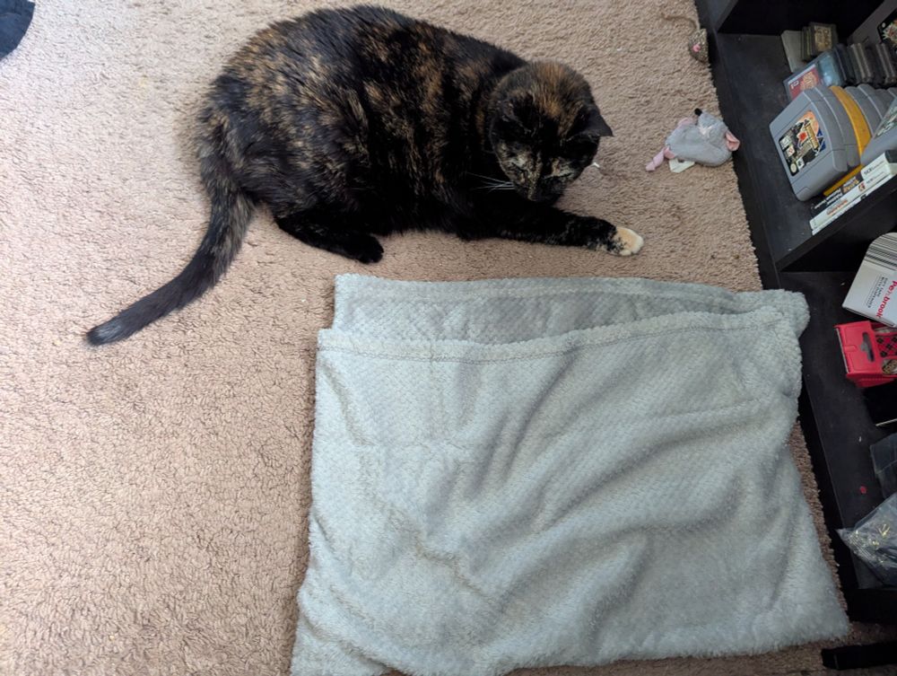 A tortie cat laying on the carpet, looking at a small, folded blanket