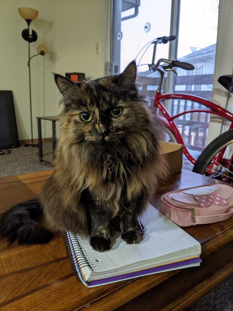 Gizmo, a long-haired tortoiseshell cat, sitting on top of a notebook 