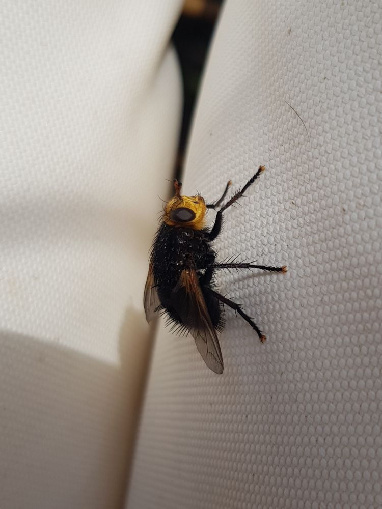 Tachina grossa oftewel reuzensluipvlieg 