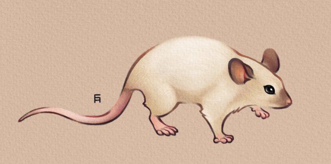 drawing of a rat with brown ears and nose and a cream coat