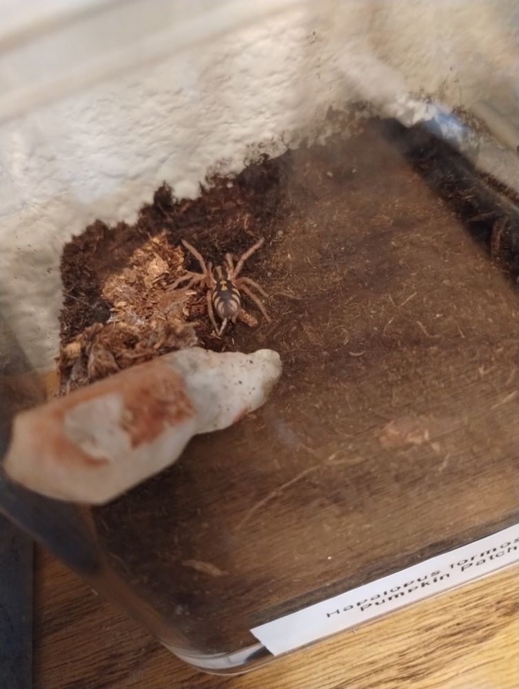 A small pumpkin patch tarantula sling moving around her new enclosure.