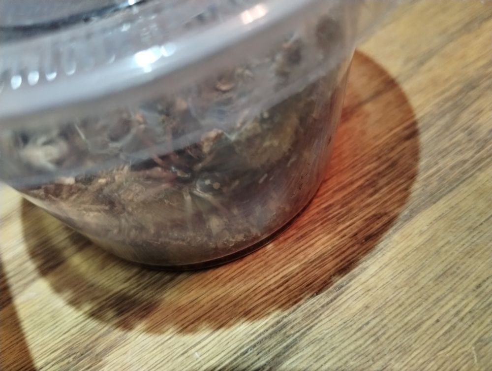 Latte in her old sauce cup enclosure.