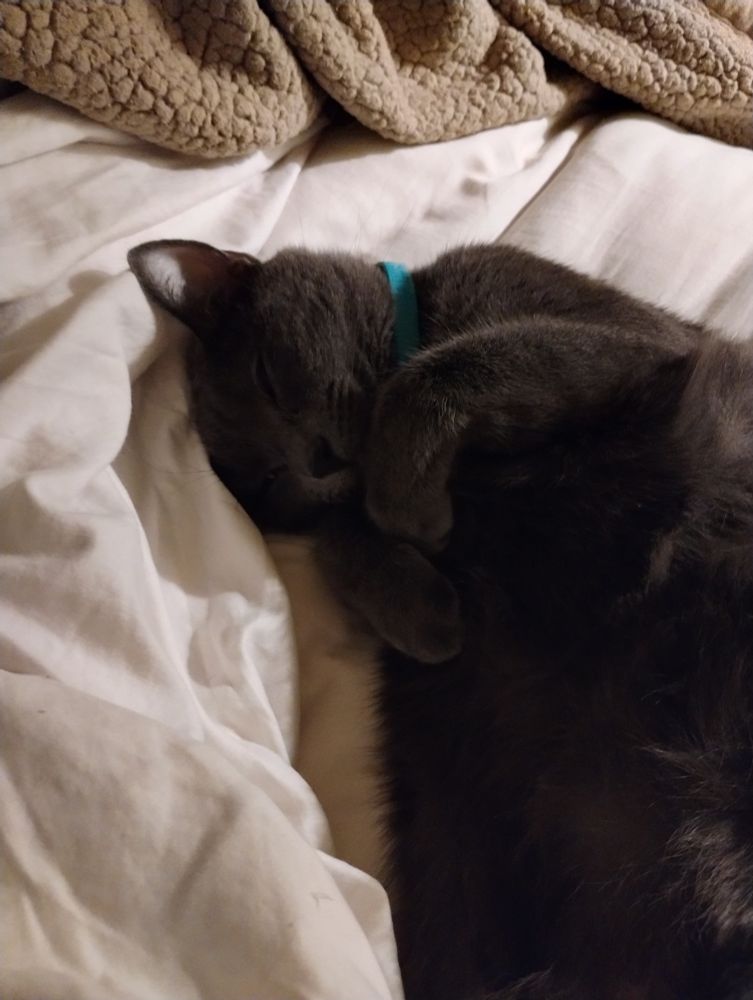 A Russian blue cat is napping in a very cute and cozy way on her side paws tucked up to her chin.