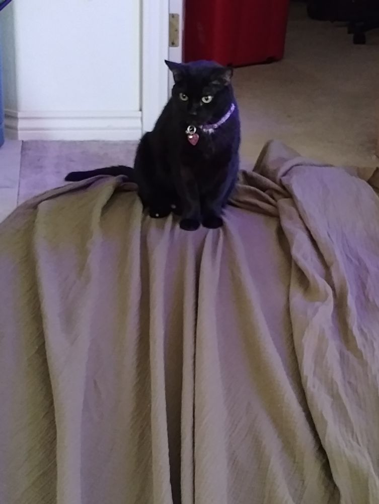 A black cat sits on a sheet of fabric there are clear tension lines in the fabric where it was being pulled in an attempt to dislodge her. It didn't work.