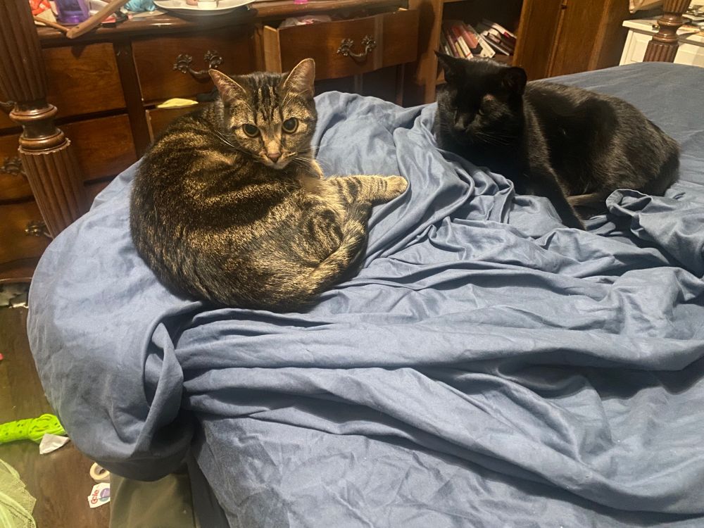 Black cat and tabby sitting on partly made bed with blue sheets after the black cat got too enthusiastic during a game of harass the human while making the bed 