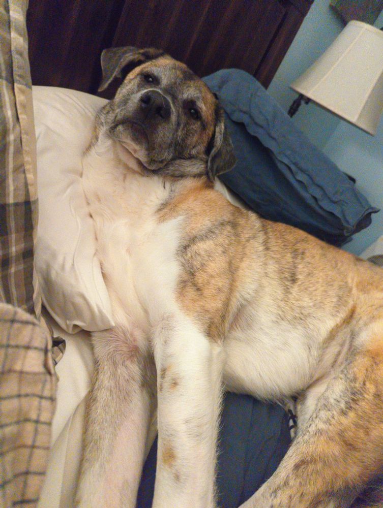 A sleepy and disgruntled looking tan brindle dog lying on a human bed, directly on a human's pillow. The blue pillow sham she's supposed to be lying on is behind her.