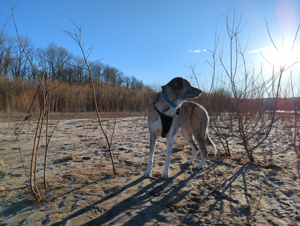 A tan brindle dog on a sunny river beach amid dormant vegetation