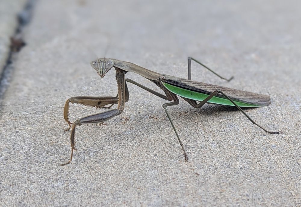 A Chinese mantis on a sidewalk, looking right at me. It's a brownish color, with a green stripe along its sides.