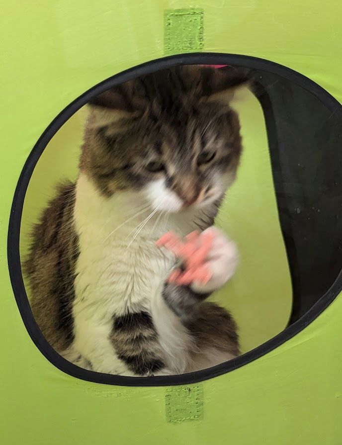 Lulu, a brown tabby cat with white spotting, is sitting in a foldable cat play box. She has thrown a Kinnikuman toy up into the air and is smacking it with her paw.