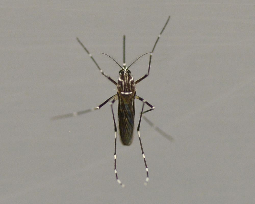 Aedes aegypti female collected in Washington D.C. in July of 2018.