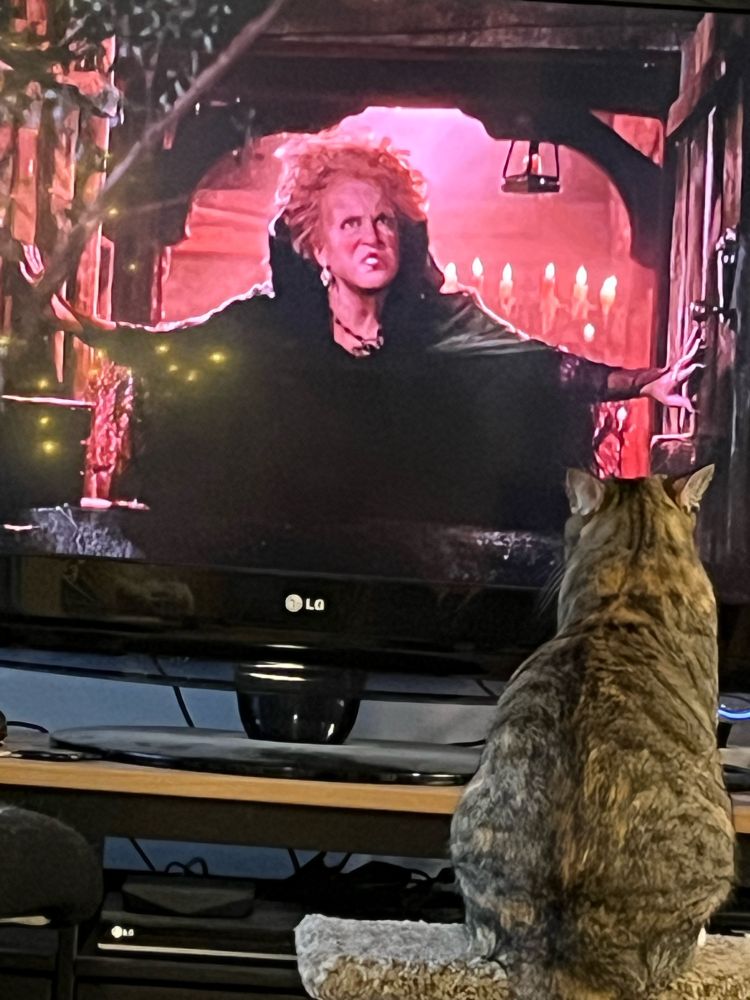 Cat watching Hocus Pocus