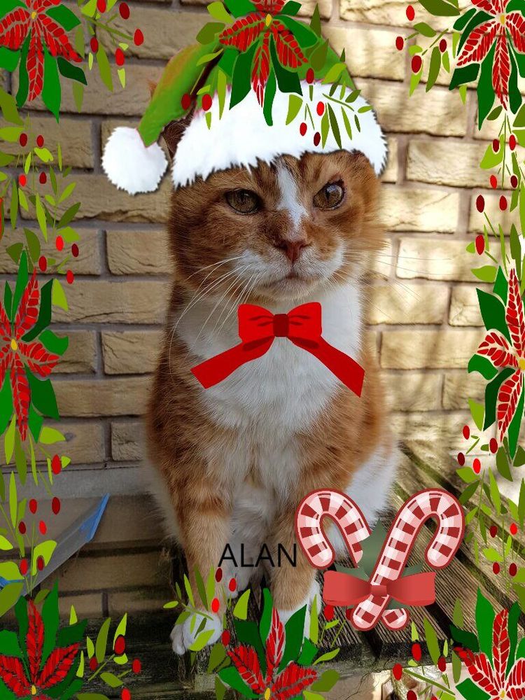 A ginger and white cat sitting wearing a photo-shopped green santa hat with a red bow on their chest surrounded by a festive border of poinsetta and berries.