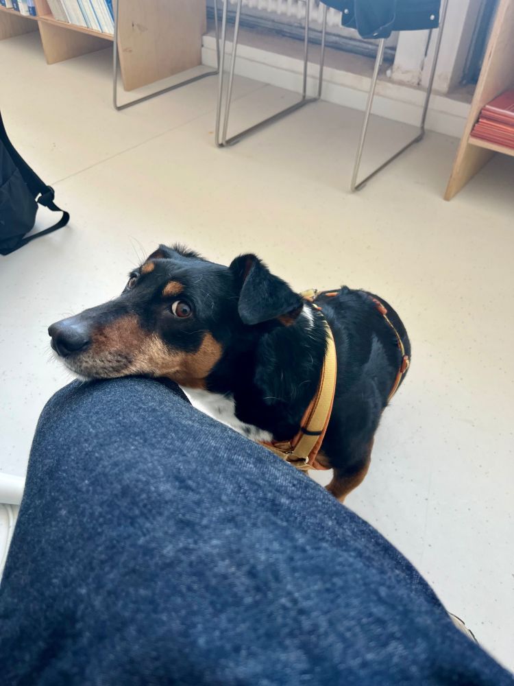 Kosmo the dog resting his head on a knee in an office setting and looking uncertainly straight into the camera.