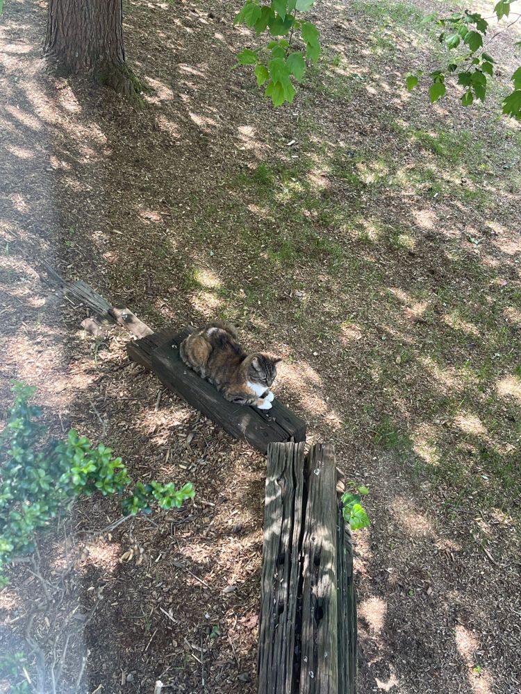 The neighbor's cat, Gabriela. We love her as much as we love our chipmunks, but unfortunately, she loves our chipmunks even more than we do …in her kitty cat way. 🍔