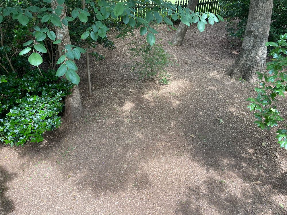 Those chips, spread and electric lawnmowed over, in the chipmunk habitat