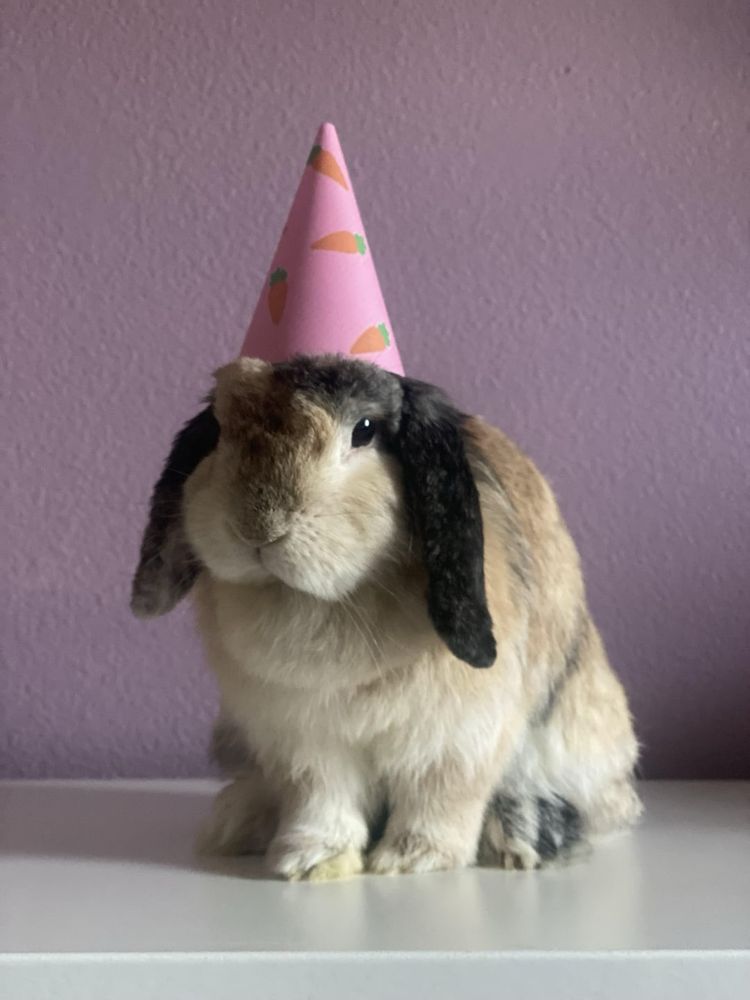 a tan lop-eared bunny with black ears, wearing a pink party hat with carrots on it