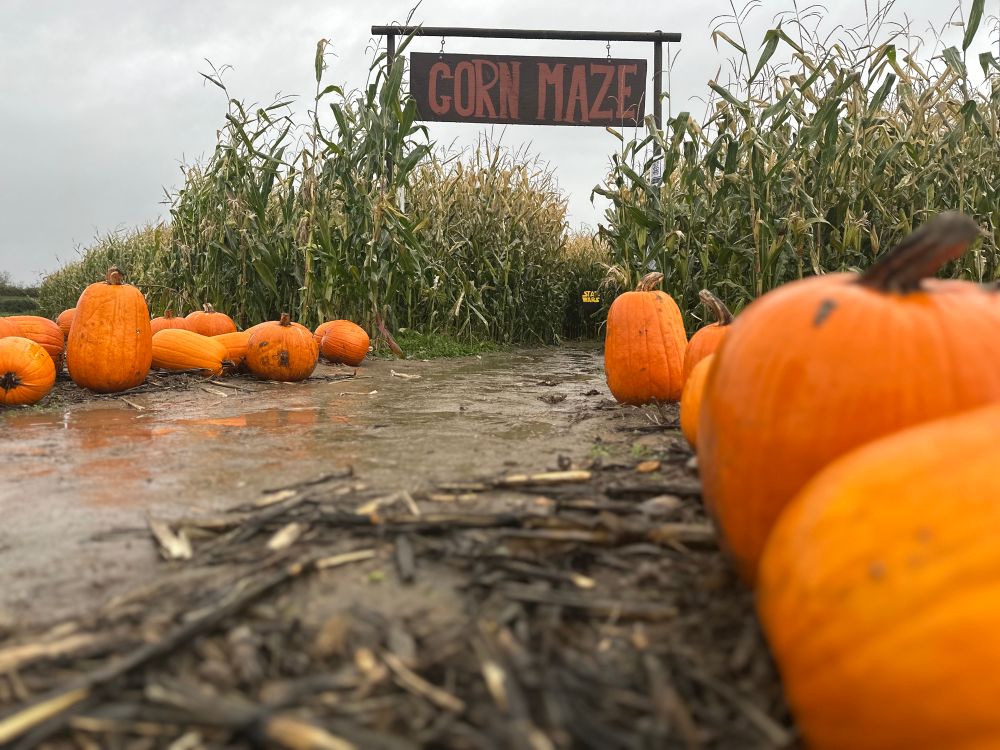 A photo of a muddy path lined with pumpkins leading into a corn maze on a rainy day