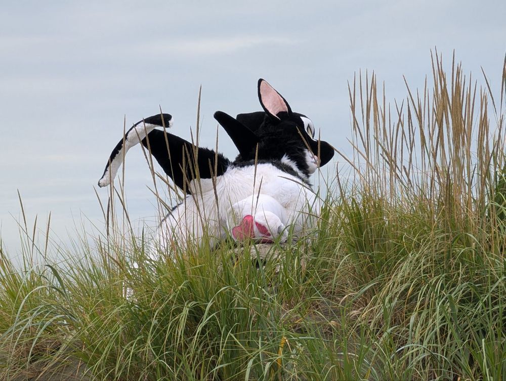 A low angle photo of an orca fursuiter's backside as he is crawl-stalking through beach grass on a dune. A peak of pink toe beans is visible through the grass and pose 