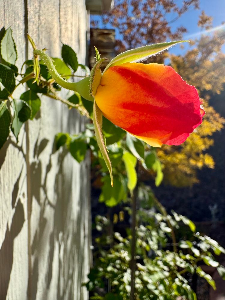 The last rose of the year. A vibrant yellow/orange/red climbing rose gathers the last heat of fall as it opens in the sunshine against a west-facing garden wall in Prescott, Arizona. Photo by T Jacobs. 