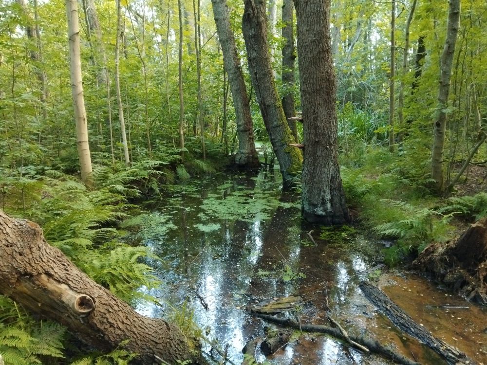 Photo of a stream in the woods