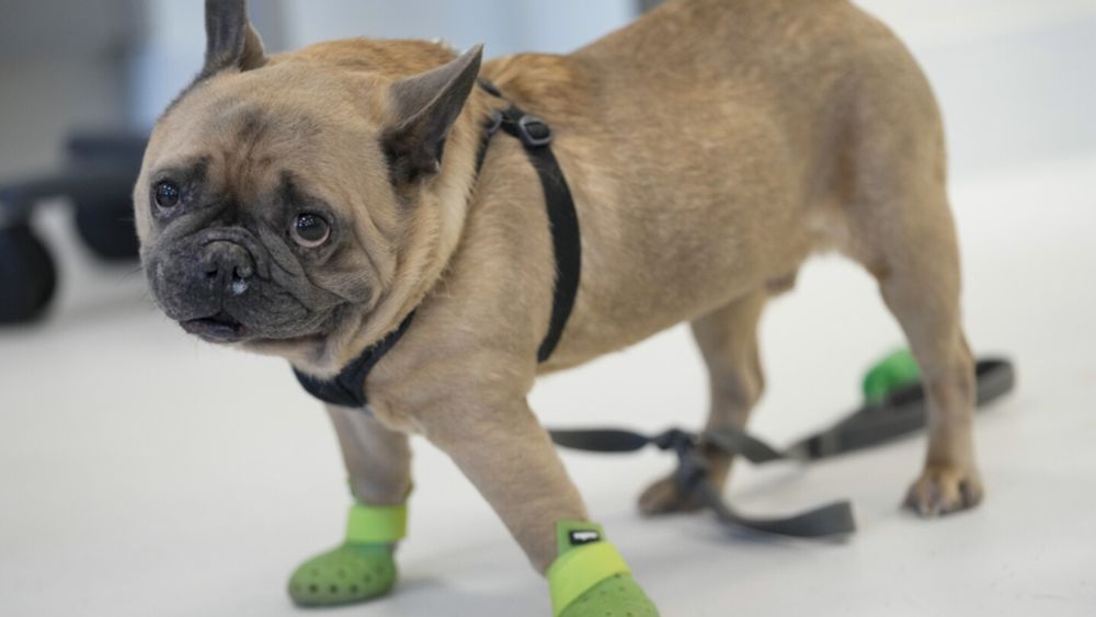 From Frenchies to rescue cats, New York's trauma center for animals takes the most complex cases