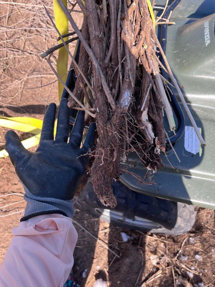 Root ball of nightshade as big as my palm, left of roots