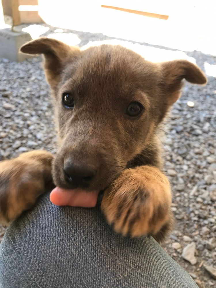 An all-brown Alaskan husky puppy with half-perked ears has two paws up on someone's knee and is sneaking their tongue out to give the jeans-clad knee a good taste. 